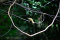 Thailand\'s Emerald Gaze - Green-Eyed Bulbul (Pycnonotus plumosus