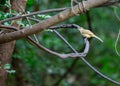 Thailand\'s Emerald Gaze - Green-Eyed Bulbul (Pycnonotus plumosus