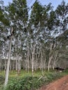 Forest of rubber trees growing in Thailand Royalty Free Stock Photo