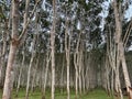 Forest of rubber trees growing in Thailand Royalty Free Stock Photo