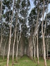 Forest of rubber trees growing in Thailand Royalty Free Stock Photo