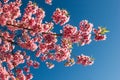 Thailand Sakura pink flower with blue sky Royalty Free Stock Photo