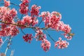 Thailand Sakura pink flower with blue sky Royalty Free Stock Photo