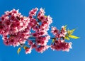 Thailand Sakura pink flower with blue sky Royalty Free Stock Photo