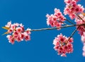 Thailand Sakura pink flower with blue sky Royalty Free Stock Photo
