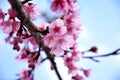 Thailand Sakura pink flower in ChiangMai, Ang Khang