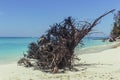 Dry washed tree on white sand beach