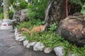 Thailand Siamese Cat Sleeping Nearby a Buddha Statue Royalty Free Stock Photo