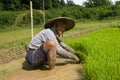 Thailand, Thai farmer men working in the rice field.