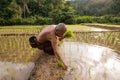 Thailand, Thai farmer men working in the rice field.