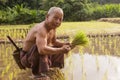 Thailand, Thai farmer men working in the rice field.