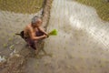 Thailand, Thai farmer men working in the rice field.