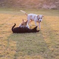 Thailand three dogs play.