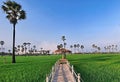 Thailand Tree Farm rice patumthani Royalty Free Stock Photo