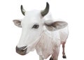 Thailand white cow statue isolated Royalty Free Stock Photo