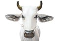 Thailand white cow statue isolated Royalty Free Stock Photo