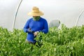 Thailand worker in mint growing greenhouse