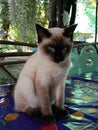 Thailand cats are uniquely beautiful. Royalty Free Stock Photo