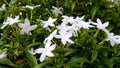 Thailands little white flowers Royalty Free Stock Photo