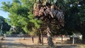 Thal Tree with kohomba in kilinochchi sri lanka