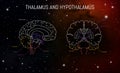 Thalamus and hypothalamus neuroscience infographic on space background. Human brain illustration. Brain anatomy structure cross Royalty Free Stock Photo