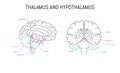 Thalamus and hypothalamus neuroscience infographic on white background. Human brain illustration. Brain anatomy