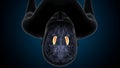 3d illustration of human brain thalamus anatomy. Royalty Free Stock Photo