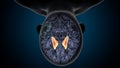 3d illustration of human brain thalamus anatomy. Royalty Free Stock Photo