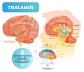Thalamus vector illustration. Labeled medical diagram with brain structure. Royalty Free Stock Photo