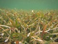 Thalassia testudinum turtle grass marine seagrass beds