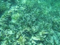 Thalassia testudinum turtle grass and marine seagrass beds
