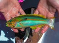 Thalassoma klunzingeri - colorful tropical fish caught by a fisherman in the Red Sea, Hurghada area Royalty Free Stock Photo