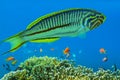 Thalassoma Klunzingeri (Wrasse) - Thalassoma rueppellii - Red sea fish Royalty Free Stock Photo