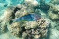 Thalassoma Pavo Mediterranean rainbow wrasse, Coris julis near coral reef in the ocean, close up, side view. Colorful striped