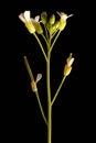 Thale Cress Arabidopsis thaliana. Inflorescence Closeup