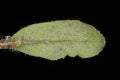 Thale Cress (Arabidopsis thaliana). Leaf Closeup
