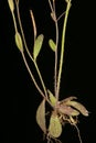 Thale Cress Arabidopsis thaliana. Lower Stem and Rosette Closeup