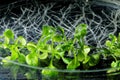 Thale cress Royalty Free Stock Photo