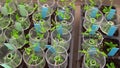 Thale cress and mouse-ear cress or Arabidopsis thaliana experimental is an important model laboratory organism plant genetics