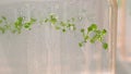 Thale cress and mouse-ear cress or Arabidopsis thaliana important model organism plant genetics and molecular biology science,
