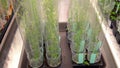 Thale cress and mouse-ear cress or Arabidopsis thaliana experimental is an important model laboratory organism plant genetics