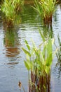 Thalia dealbata, Water Canna Plants in a Garden Pond Royalty Free Stock Photo