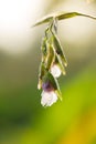 Thalia geniculata flower
