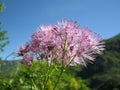 Thalictrum aquilegiifolium Royalty Free Stock Photo