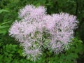 Thalictrum aquilegiifolium Royalty Free Stock Photo