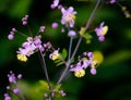 Thalictrum rochebrunnianum, Meadow-rue, in morning light