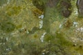 Thallophytic plant growing on rock immersed in water. Moss on rock surface texture background