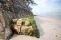 Thallophytic plant perched on rocks