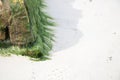 Thallophytic plant perched on rocks