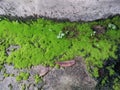 algae and green grass grow on wet soil on concrete dirty surface background Royalty Free Stock Photo